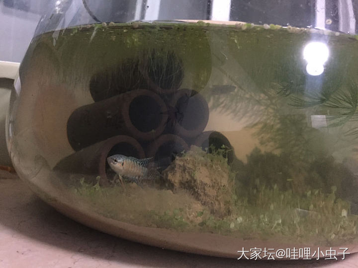 养鱼连续剧：鱼归鱼，莲归莲_水生植物水族类