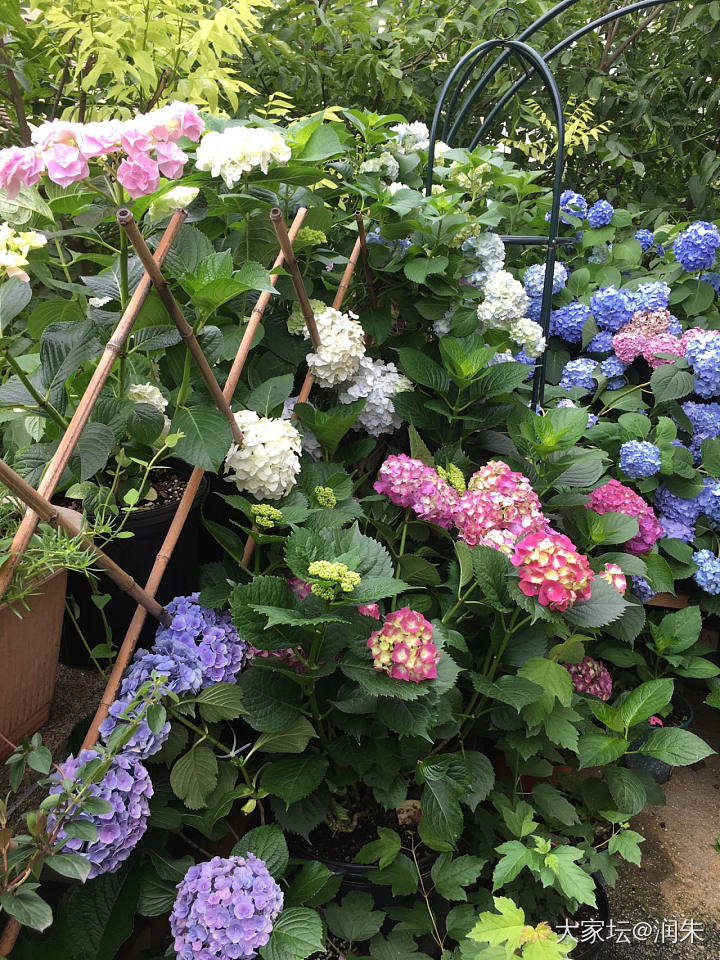 发会呆，细雨中美美的花园☔️_花植物