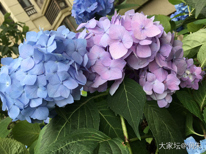 发会呆，细雨中美美的花园☔️_花植物