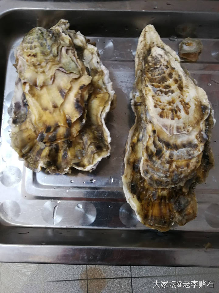 牡蛎与生蚝_旅游