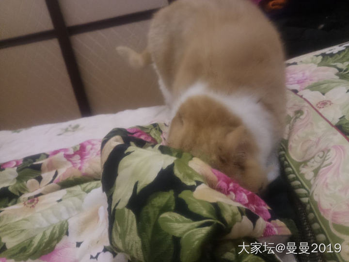 想拱到被子里睡觉_猫