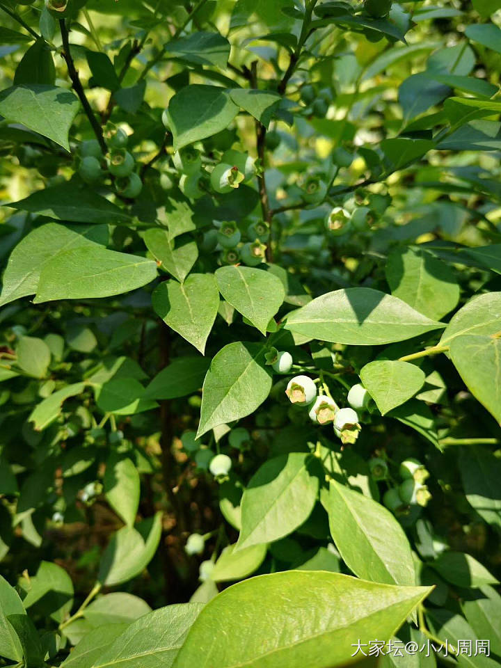 市郊自家院子，果果和菜菜_菜园果园