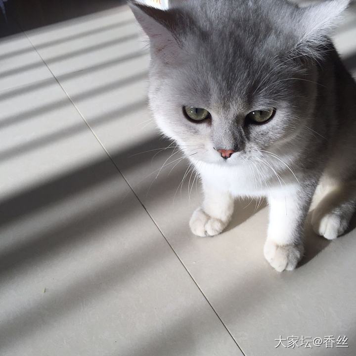 兄弟俩玩疯了_猫