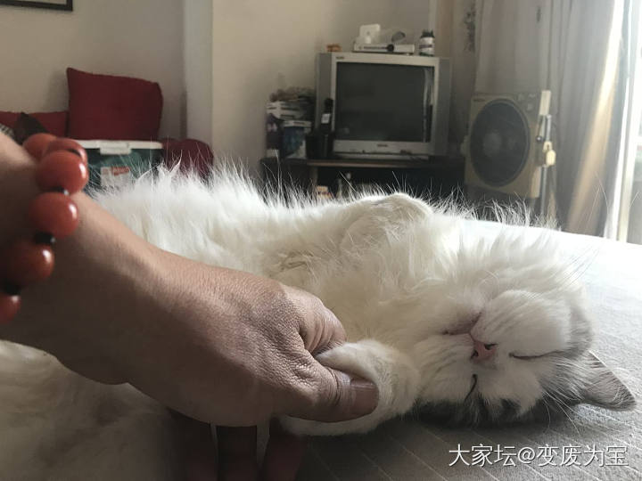 老虎睡得像猪一样😄_猫