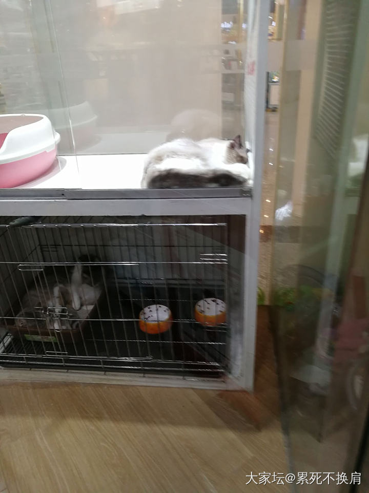 宠物店的猫咪_猫