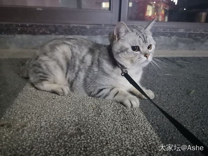 再也不会溜猫，溜猫又一次失败。。_猫