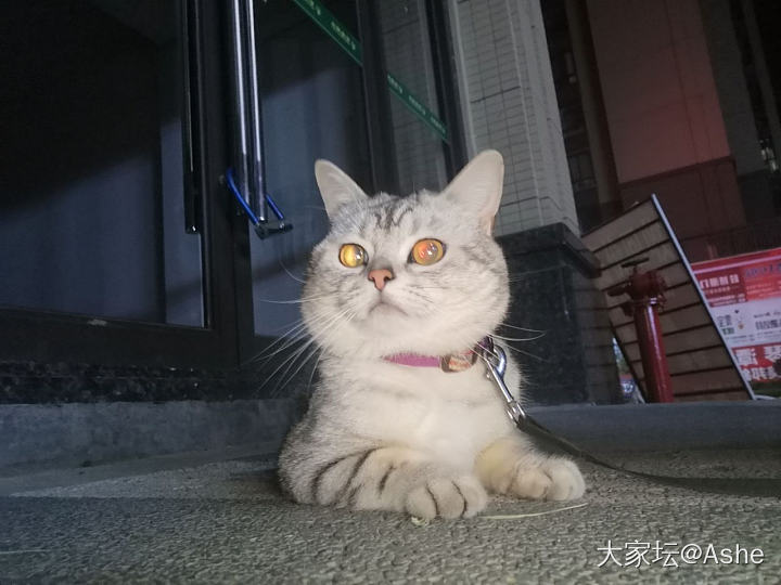 再也不会溜猫，溜猫又一次失败。。_猫