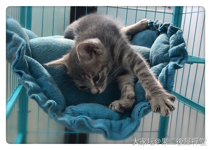 屋頂上一場被中止的惡戰_猫