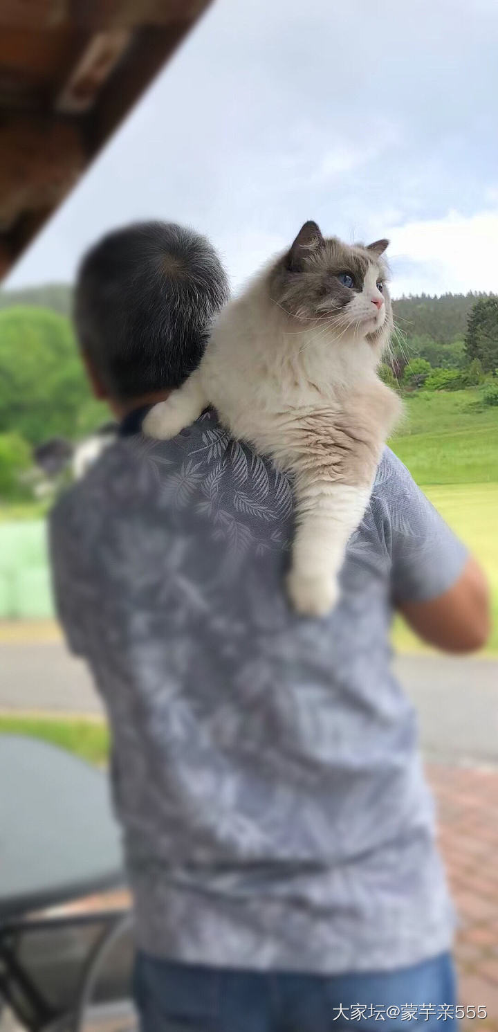 粑粑的肩膀是最舒服的座椅_猫