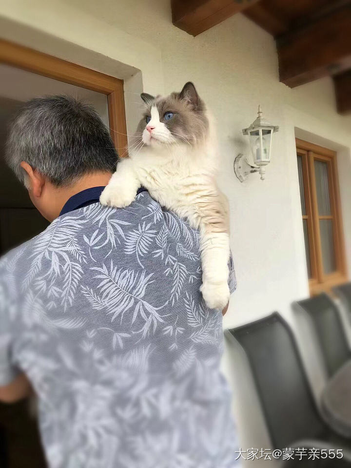 粑粑的肩膀是最舒服的座椅_猫