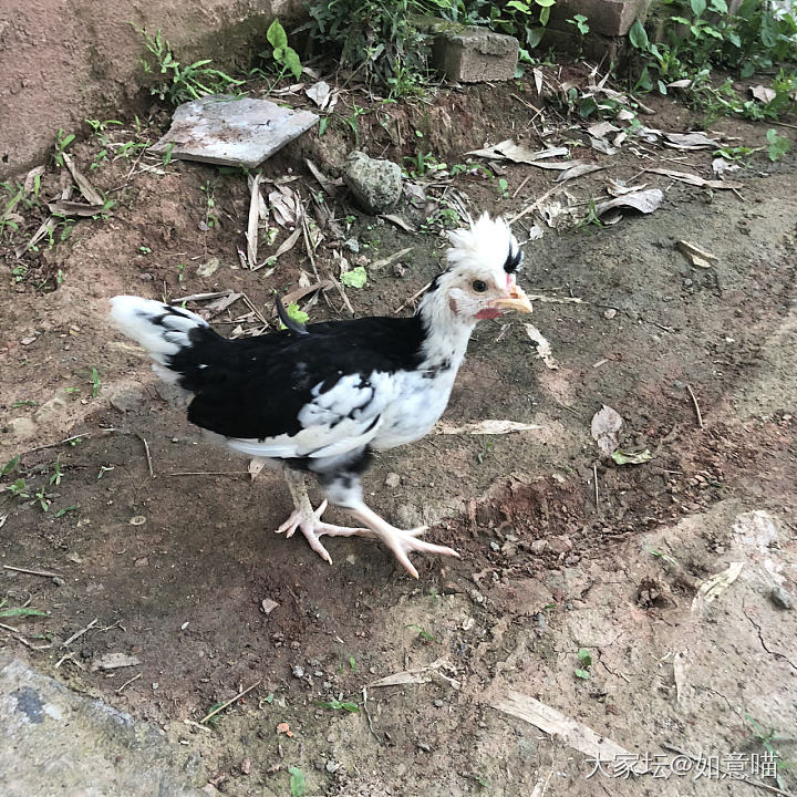 周日，宜鬼子进村_美食