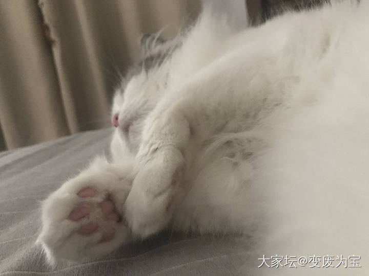 老虎是这样睡着的😄_猫