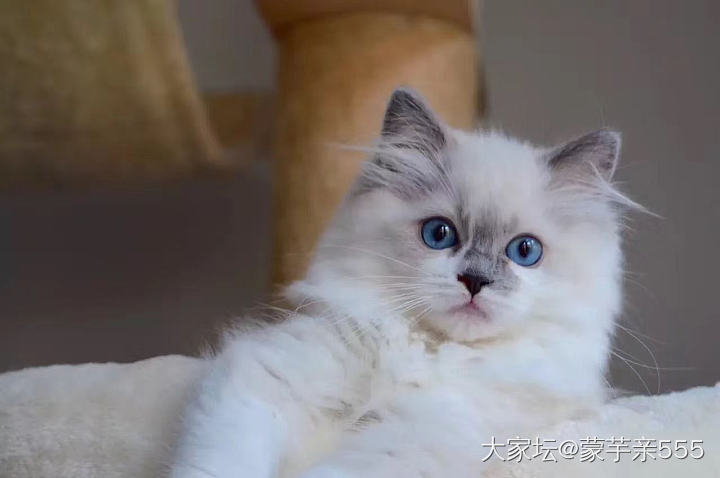 咖啡是个疯一样的汉纸_猫