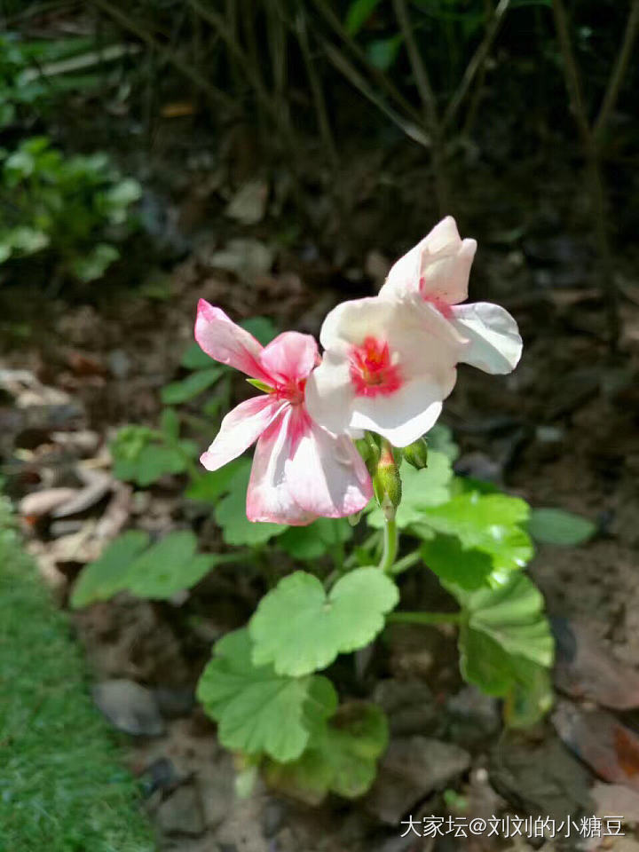 肉肉and绣球_花多肉