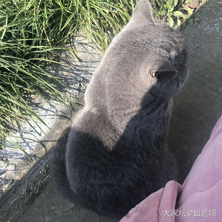 猫咪求领养_成都猫