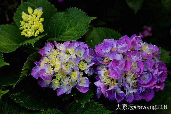 大自然的配色高手_花植物