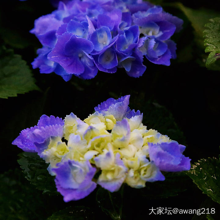 大自然的配色高手_花植物