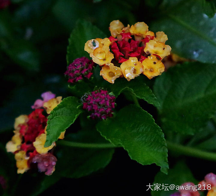 大自然的配色高手_花植物