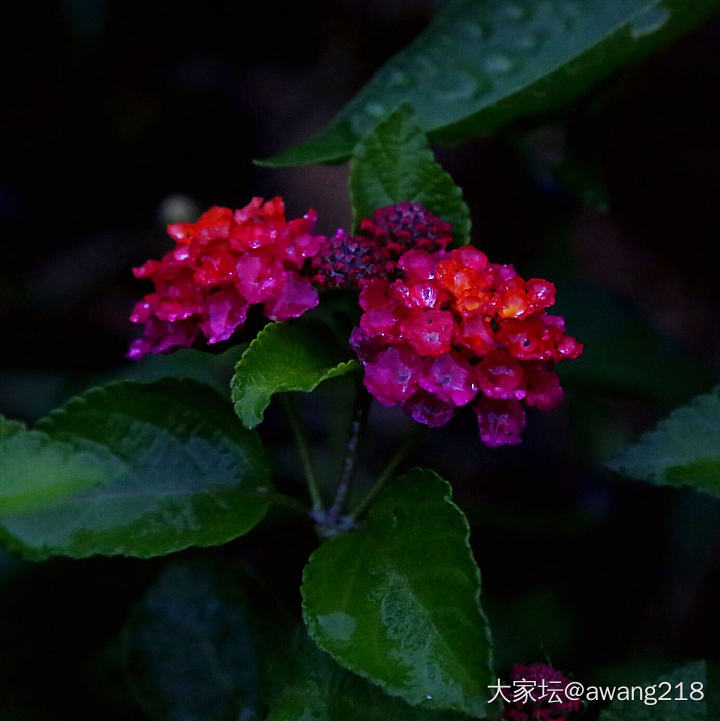 大自然的配色高手_花植物