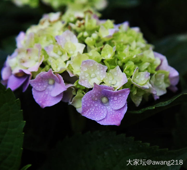 大自然的配色高手_花植物