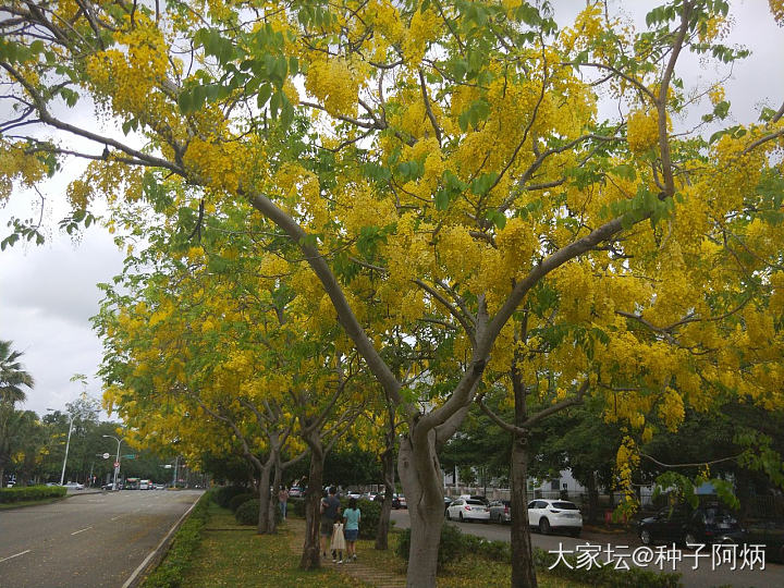 阿勃勒_景色植物