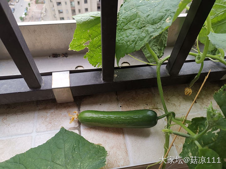 没想到，在阳台播黄瓜种子，居然真的长出小黄瓜了_植物