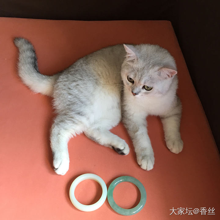 伺候不起了_猫