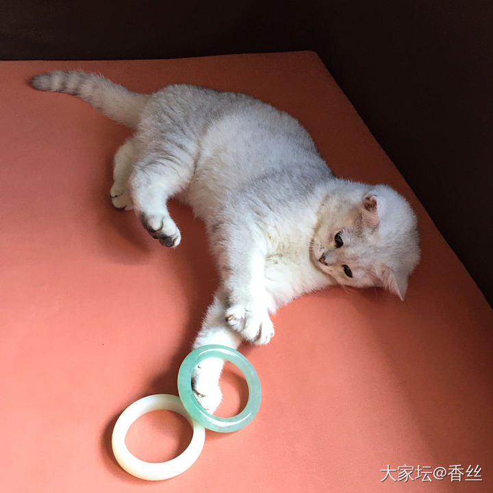 伺候不起了_猫