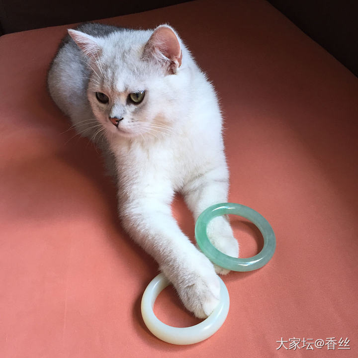 伺候不起了_猫