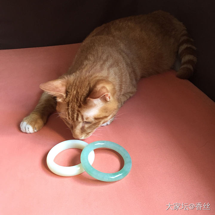 伺候不起了_猫