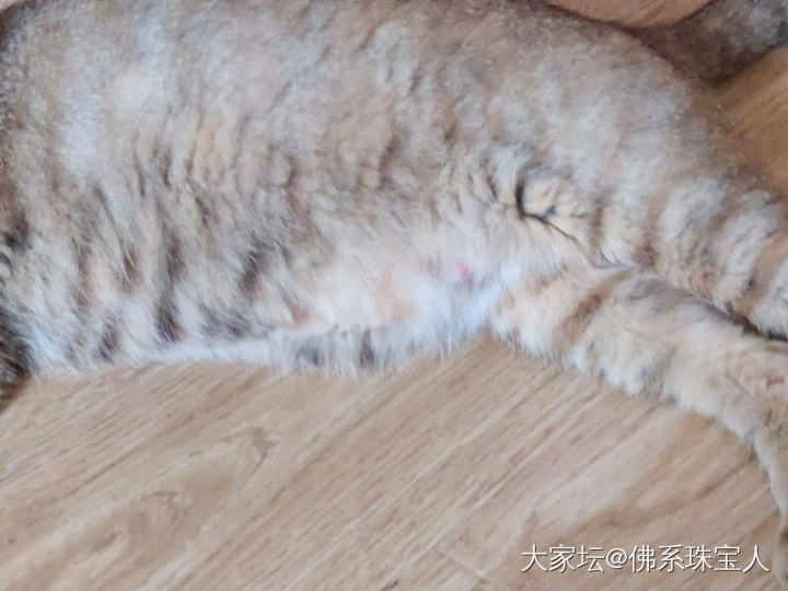 银渐层和黄花狸会结合出啥_猫