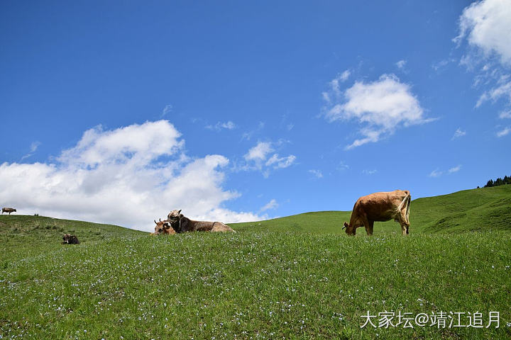 大美昭苏——白石峰（二）_景色旅游