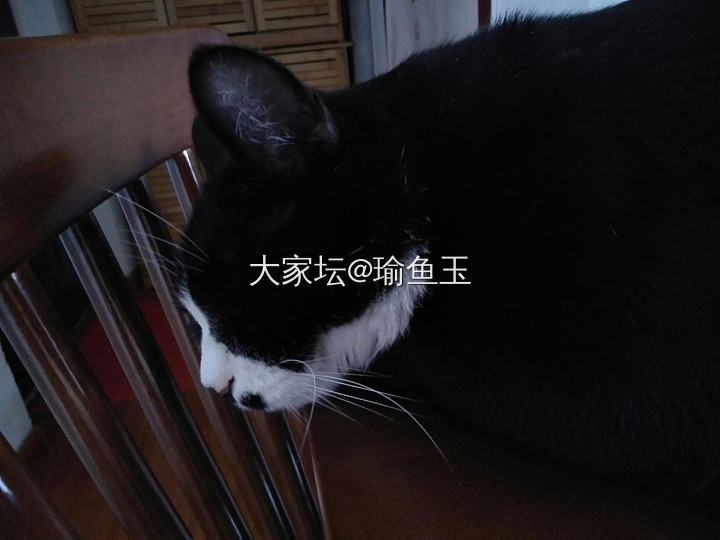 黑底自古多仙图_手饰猫和田玉