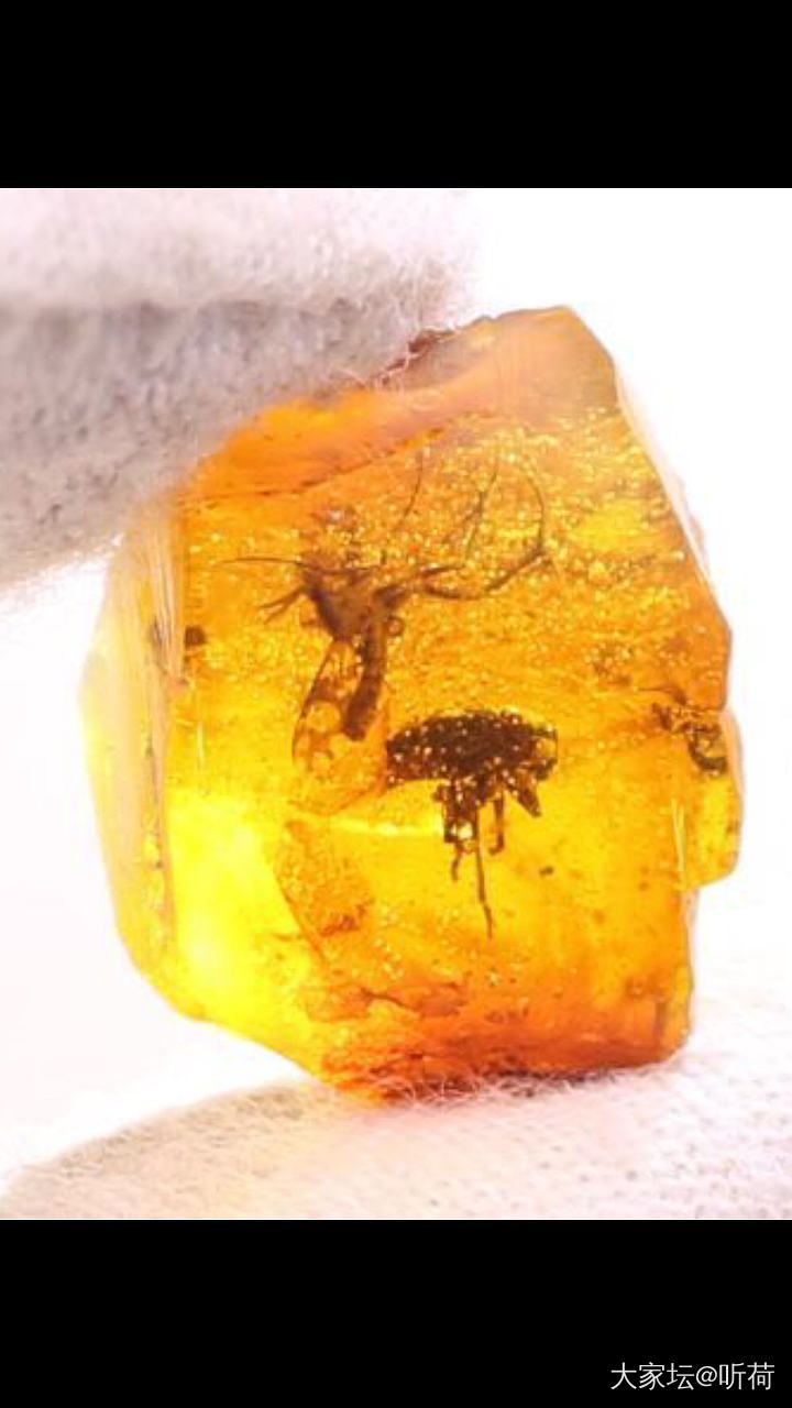 虫珀价格市场调查！有宝贝的发一下，带上克价，珀种，虫种，何时入手！谢谢大家！_琥珀