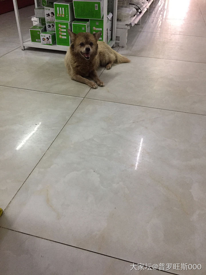 超市里跑来了一只流浪狗，给了火腿肠喂它。狗子躺在超市里吹空调，不肯走了。最后还是..._狗