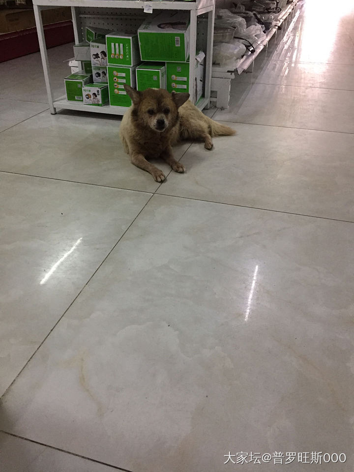 超市里跑来了一只流浪狗，给了火腿肠喂它。狗子躺在超市里吹空调，不肯走了。最后还是..._狗