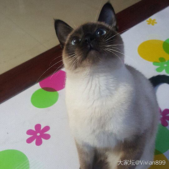 一只回家进门就要主人抱抱的小猫咪🐈_猫