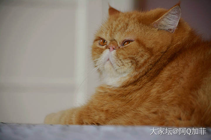 无死角_猫宠物