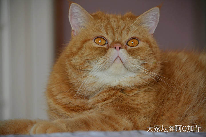 无死角_猫宠物