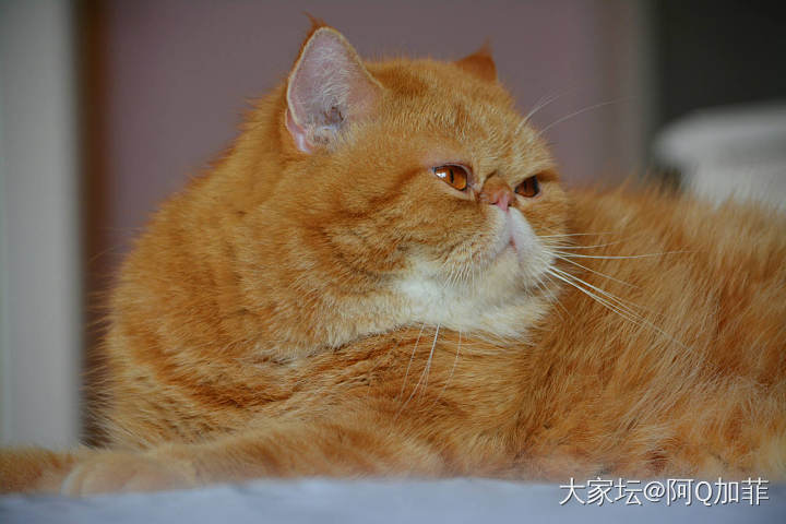 无死角_猫宠物