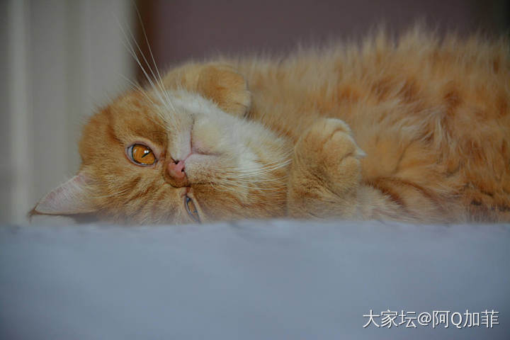 无死角_猫宠物