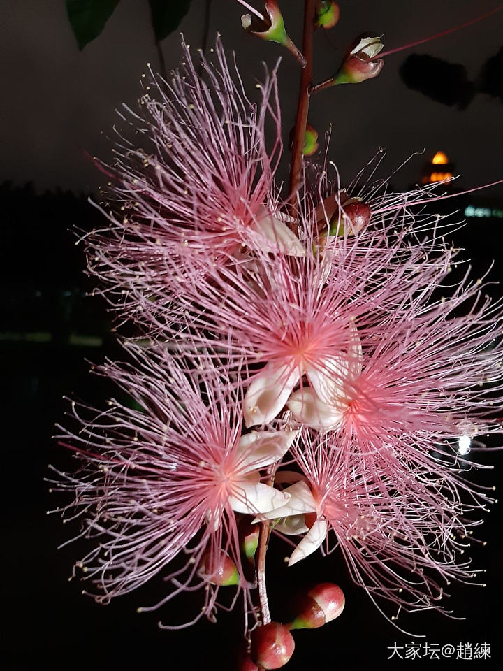 夏夜裡的煙火_花