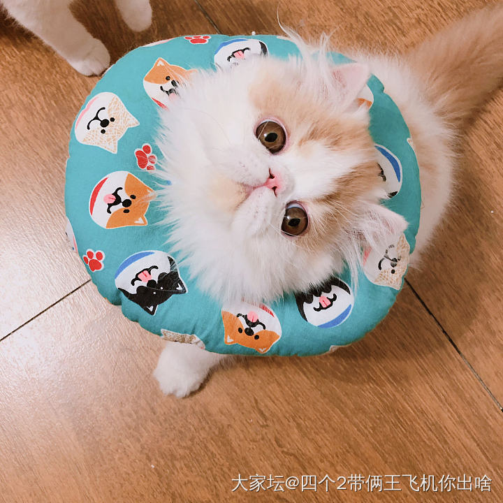 今天是只傻憨憨儿。_猫