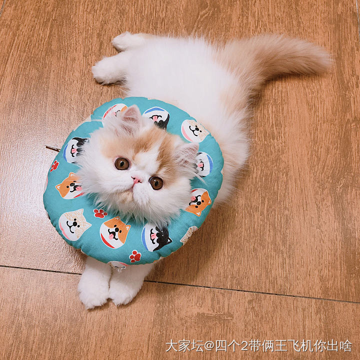 今天是只傻憨憨儿。_猫