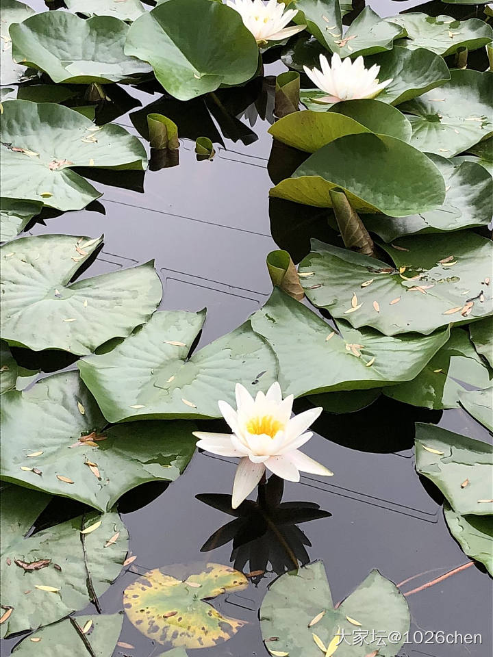 莲花色_水生植物