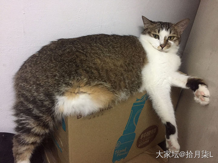 好奇一问：星 酱紫睡觉舒服吗？_猫银