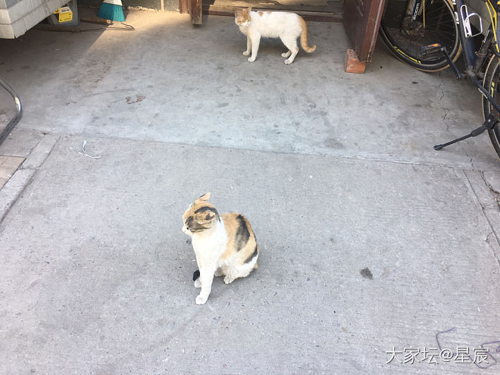 三花妈又带来个蹭饭的（二花）_猫