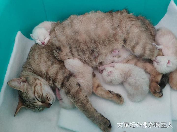 更新一下最新全家福_猫