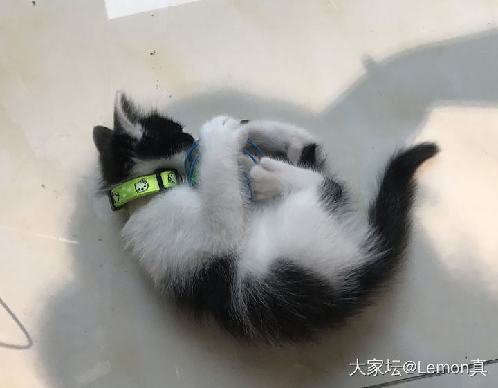 养了20天的喵_猫