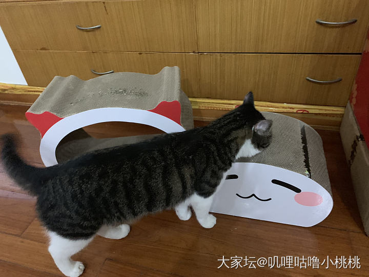 新玩具_猫